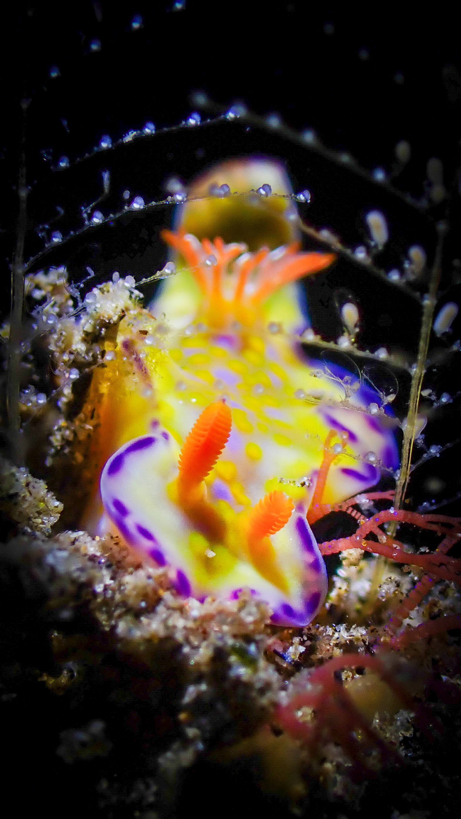 Macro Photography 3